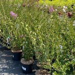 Orgován meyerov (Syringa meyeri) ´RED PIXIE´ - výška 20-30 cm, kont. C2L